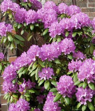 Puistoalppiruusu Catawbiense Grandiflorum