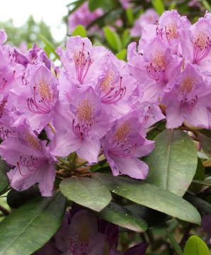 Puistoalppiruusu Catawbiense Grandiflorum