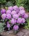 Puistoalppiruusu Catawbiense Grandiflorum