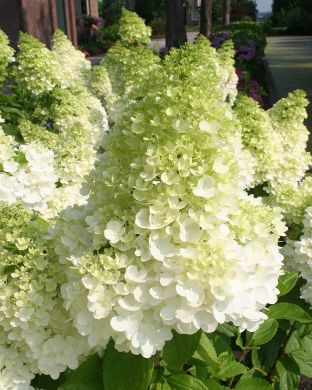 Japaninhortensia Magical Moonlight