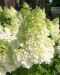 Japaninhortensia Magical Moonlight