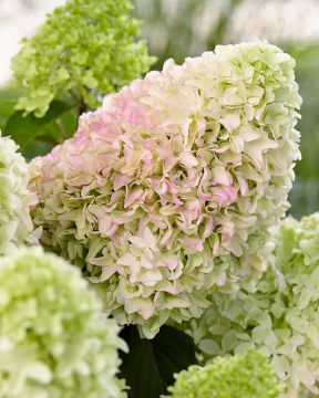 Japaninhortensia Little Fraise