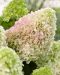 Japaninhortensia Little Fraise
