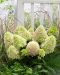 Japaninhortensia Little Fraise