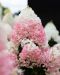 Japaninhortensia Living Strawberry Blossom
