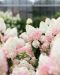 Japaninhortensia Living Strawberry Blossom