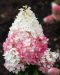 Japaninhortensia Living Strawberry Blossom