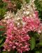 Japaninhortensia Wim´s Red 