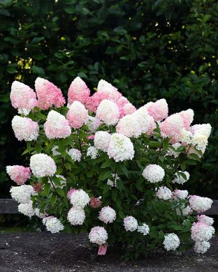 Japaninhortensia Living Pink & Rose