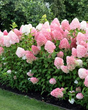Japaninhortensia Living Pink & Rose