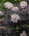 Sulkamustaselja Black Lace