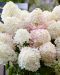Pikkujapaninhortensia Living Little Rosy