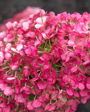 Pikkujapaninhortensia Living Little Rosy