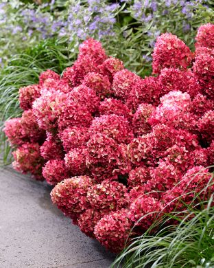 Pikkujapaninhortensia Living Little Rosy