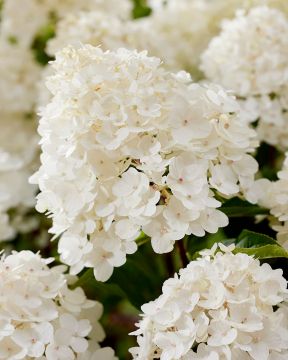 Pikkujapaninhortensia Living Little Rosy