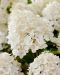Pikkujapaninhortensia Living Little Rosy