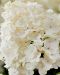 Pikkujapaninhortensia Living Little Rosy