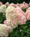 Japaninhortensia Living Summer Love