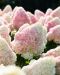 Japaninhortensia Living Summer Love