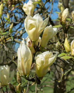 Magnolia Yellow Lantern