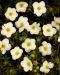 Pensashanhikki McKay´s White 3 kpl