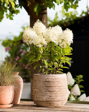 Japaninhortensia Living Royal Flower
