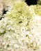 Japaninhortensia Living Royal Flower