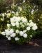 Japaninhortensia Living Royal Flower