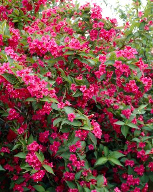 Tarhakotakuusama Bristol Ruby