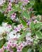 Komeakotakuusama Nana Variegata