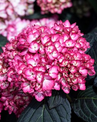 Jalohortensia Eclipse
