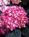 Jalohortensia Eclipse