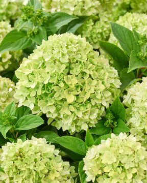 Pikkujapaninhortensia Living Little Apple
