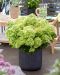 Pikkujapaninhortensia Living Little Apple