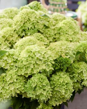 Pikkujapaninhortensia Living Little Apple