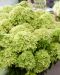 Pikkujapaninhortensia Living Little Apple
