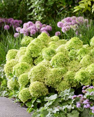 Pikkujapaninhortensia Living Little Apple