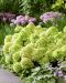 Pikkujapaninhortensia Living Little Apple