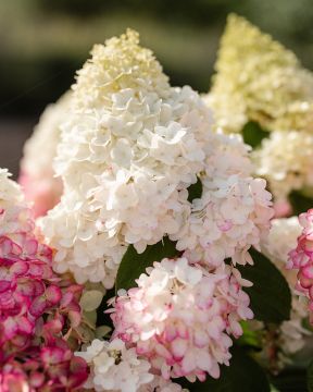 Japaninhortensia Living Red Velvet