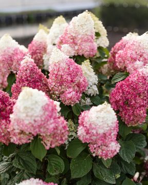 Japaninhortensia Living Red Velvet
