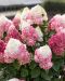Japaninhortensia Living Red Velvet