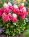 Japaninhortensia Living Red Velvet