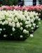 Japaninhortensia Living Sugar Rush