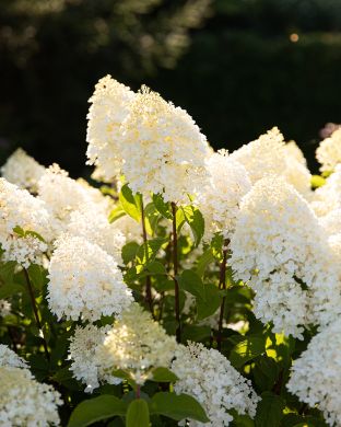 Japaninhortensia Living Sugar Rush