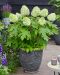 Tammihortensia Tara