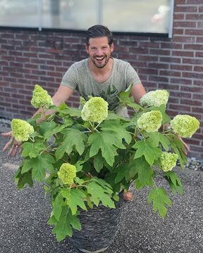 Tammihortensia Tara