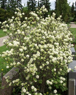 Höyhenpensas