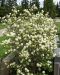 Höyhenpensas