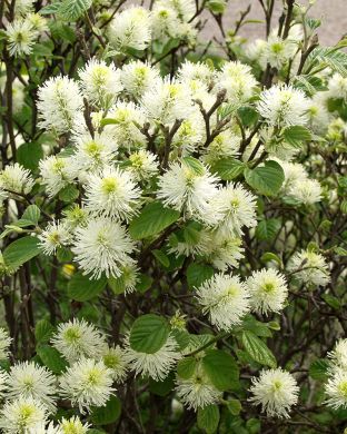 Höyhenpensas