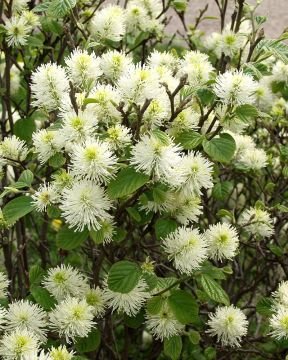 Höyhenpensas